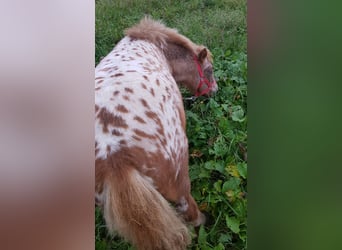 Shetland Ponies, Mare, 1 year, 10,2 hh, Leopard-Piebald