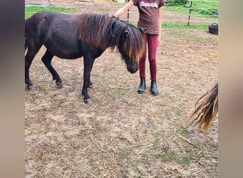 Shetland Ponies, Mare, 1 year, 10 hh, Black