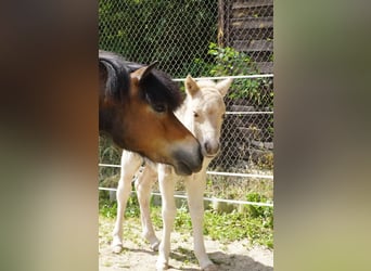 Shetland Ponies, Mare, 1 year, 10,1 hh, Palomino