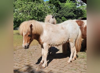 Shetland Ponies, Mare, 1 year, 6.3 hh