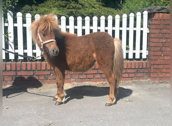 Shetland Ponies, Mare, 1 year, 8.1 hh, Chestnut-Red