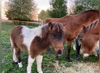 Shetland Ponies, Mare, 1 year, 8.3 hh, Pinto