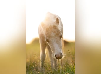Shetland Ponies, Mare, 1 year, 8,1 hh, Palomino