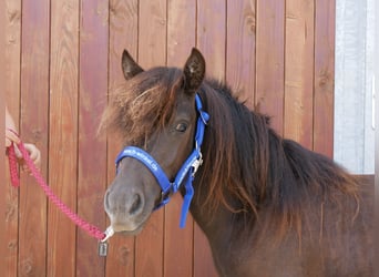 Shetland Ponies, Mare, 1 year, 8,3 hh