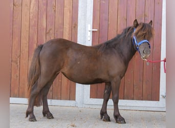 Shetland Ponies, Mare, 1 year, 8,3 hh
