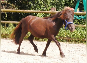 Shetland Ponies, Mare, 1 year, 8,3 hh