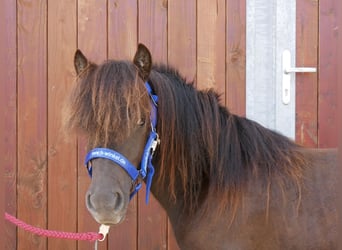 Shetland Ponies, Mare, 1 year, 8,3 hh