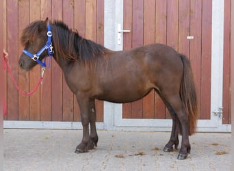 Shetland Ponies, Mare, 1 year, 8,3 hh