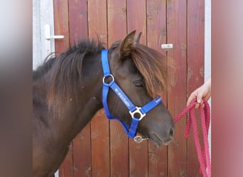 Shetland Ponies, Mare, 1 year, 8,3 hh
