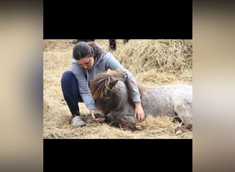 Shetland Ponies Mix, Mare, 1 year, 8,3 hh, Leopard-Piebald