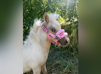 Shetland Ponies Mix, Mare, 1 year, 8,3 hh, Pinto