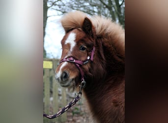Shetland Ponies, Mare, 1 year, 9.1 hh, Chestnut-Red