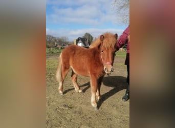 Shetland Ponies, Mare, 1 year, 9 hh, Chestnut-Red