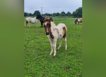 Shetland Ponies, Mare, 1 year