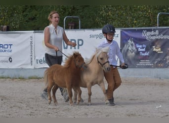 Shetland Ponies, Mare, 1 year, Chestnut