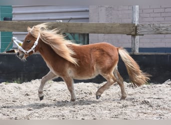 Shetland Ponies, Mare, 1 year, Chestnut-Red
