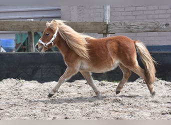 Shetland Ponies, Mare, 1 year, Chestnut-Red