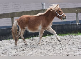 Shetland Ponies, Mare, 1 year, Chestnut-Red