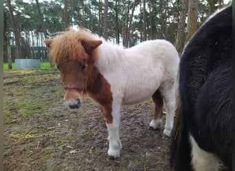 Shetland Ponies, Mare, 1 year, Pinto