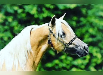 Shetland Ponies, Mare, 1 year, Pinto