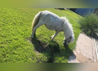 Shetland Ponies, Mare, 1 year, Pinto