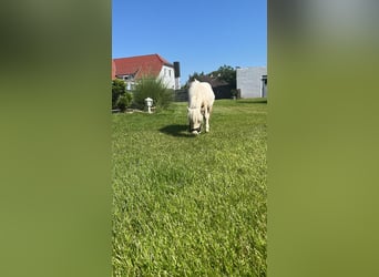 Shetland Ponies, Mare, 1 year, Pinto