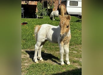 Shetland Ponies, Mare, 1 year, Pinto