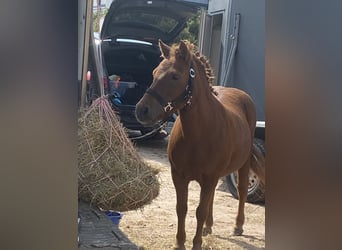 Shetland Ponies, Mare, 20 years, 10 hh, Chestnut-Red