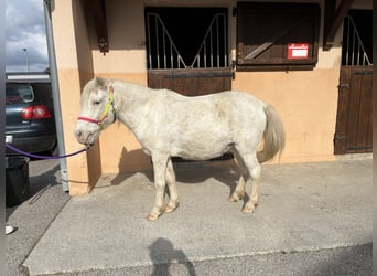 Shetland Ponies, Mare, 20 years, 11 hh, White