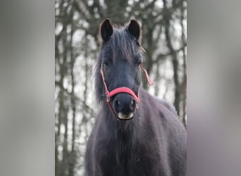 Shetland Ponies Mix, Mare, 20 years, 12.2 hh, Black