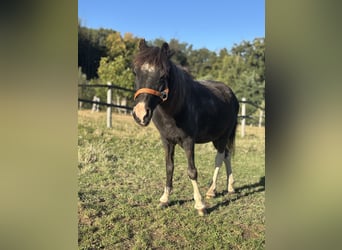 Shetland Ponies Mix, Mare, 21 years, 9,3 hh, Black