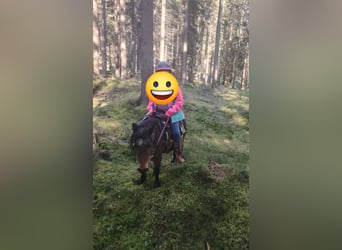 Shetland Ponies, Mare, 22 years, 10,1 hh