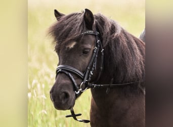 Shetland Ponies, Mare, 22 years, 9,2 hh, Pinto