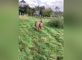 Shetland Ponies, Mare, 23 years, 9.1 hh, Chestnut-Red