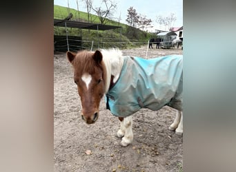 Shetland Ponies Mix, Mare, 24 years, 11.1 hh, Pinto