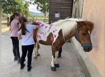 Shetland Ponies Mix, Mare, 24 years, 11.1 hh, Pinto