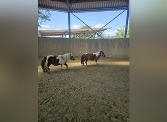 Shetland Ponies, Mare, 24 years, 8,1 hh, Pinto
