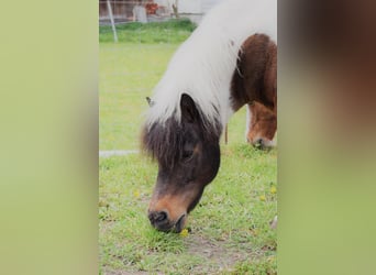Shetland Ponies, Mare, 25 years, 9,1 hh, Pinto