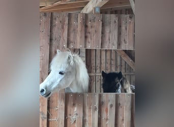 Shetland Ponies, Mare, 26 years, 10,1 hh, Gray