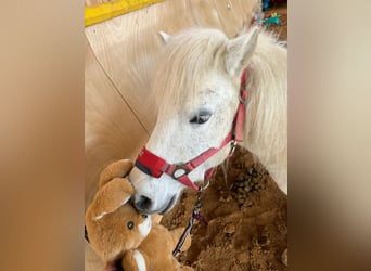 Shetland Ponies, Mare, 26 years, 10,1 hh, Gray