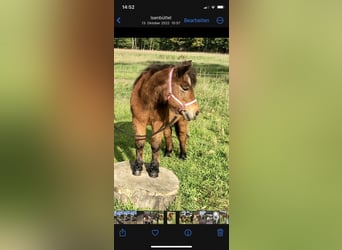 Shetland Ponies Mix, Mare, 27 years, 10,2 hh, Brown