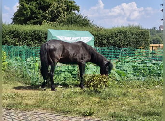 Shetland Ponies, Mare, 27 years, 11.2 hh, Black