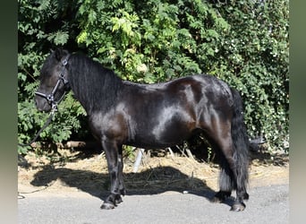 Shetland Ponies, Mare, 2 years, 10.1 hh, Black