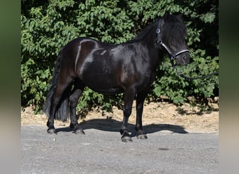 Shetland Ponies, Mare, 2 years, 10.1 hh, Black