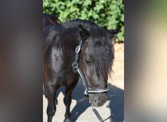Shetland Ponies, Mare, 2 years, 10.1 hh, Black