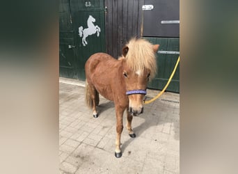 Shetland Ponies, Mare, 2 years, 10 hh, Chestnut-Red