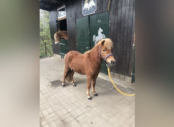 Shetland Ponies, Mare, 2 years, 10 hh, Chestnut-Red