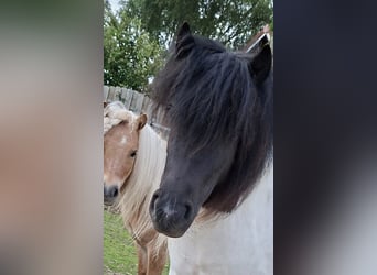 Shetland Ponies, Mare, 2 years, 10 hh, Pinto