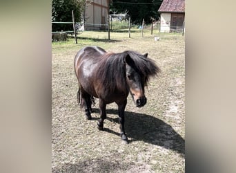 Shetland Ponies, Mare, 2 years, 10,1 hh, Black