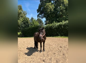 Shetland Ponies, Mare, 2 years, 10,1 hh, Chestnut